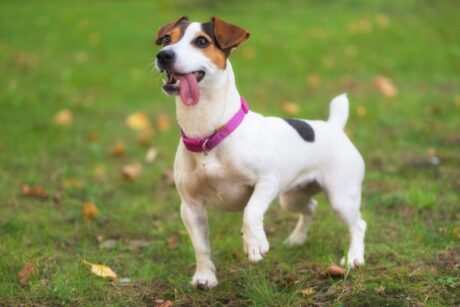 Jack Russel Teriér