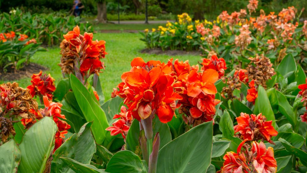 Kvetina Kana (červenými květy, které jsou, Canna indica) Kvetina Kana