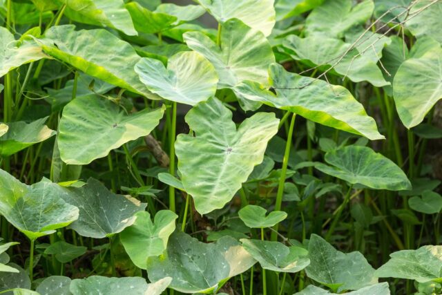 Colocasia esculenta