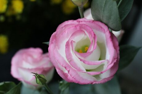 Eustoma