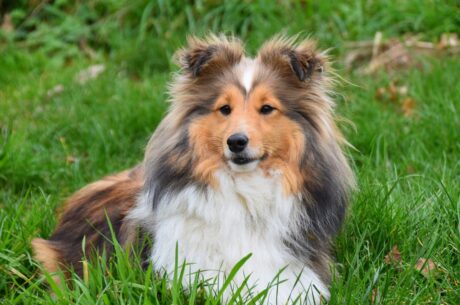 Sheltie