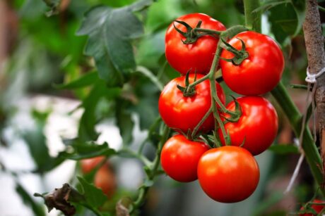 Jak pěstovat rajčata