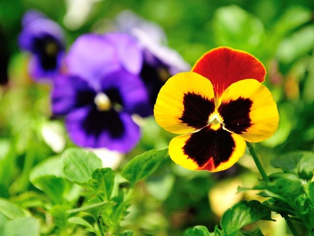 maceska-kvetina-zahrada