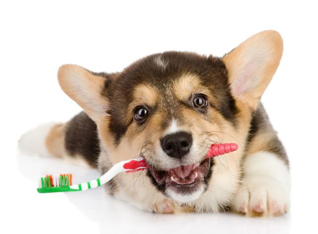 Bakterie v psích ústech