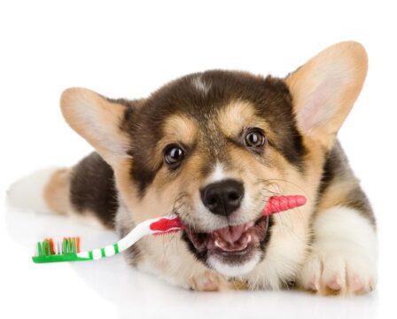 Bakterie v psích ústech