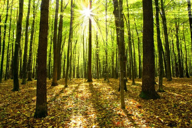 Pobyt v lese snižuje stres, depresi i únavu
