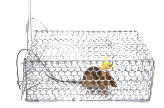 mys_v_pasticce_boudicka_domecek