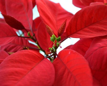 poinsettia jak se starat o vánoční hvězdu