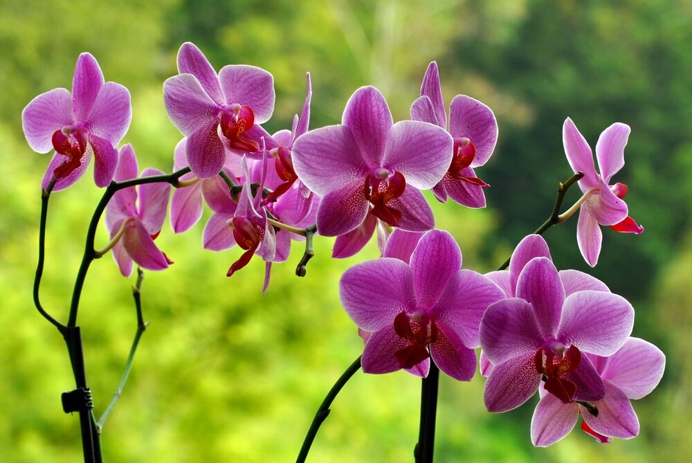 Orchidej