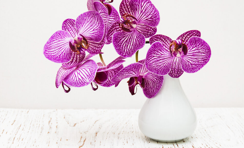 jak-prinutit-orchideje-kvest-5