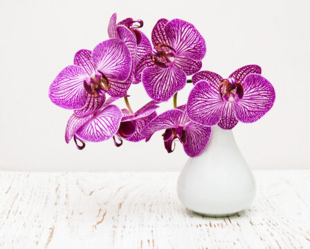 jak-prinutit-orchideje-kvest-5