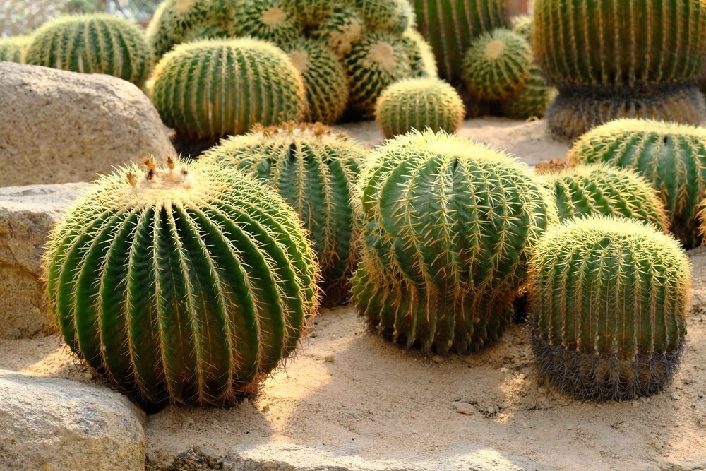 Echinocactus