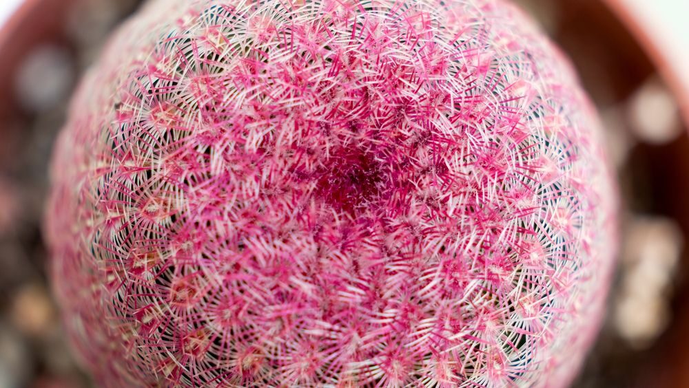 Echinocereus