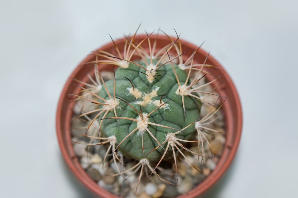 Gymnocalycium
