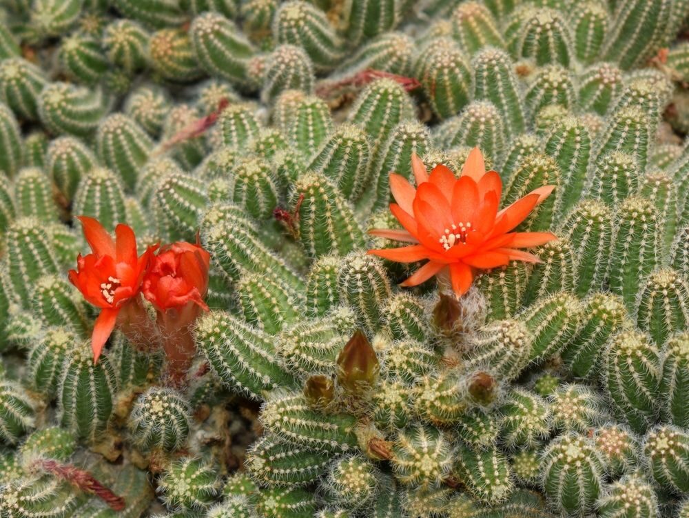 Rebutia