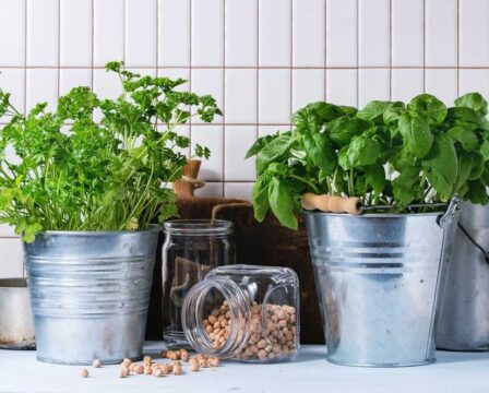 Jak pěstovat bylinky doma