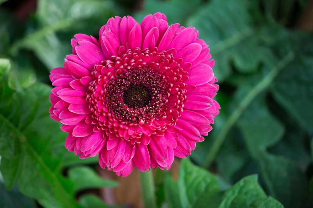 Gerbera