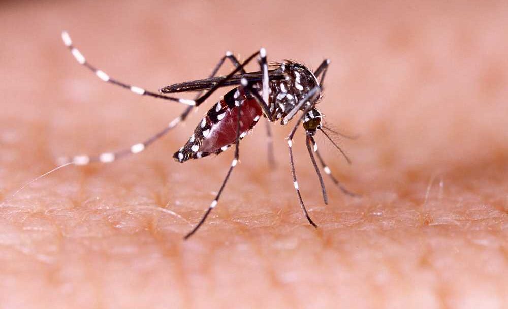Jaké nemoci přenášejí komáři