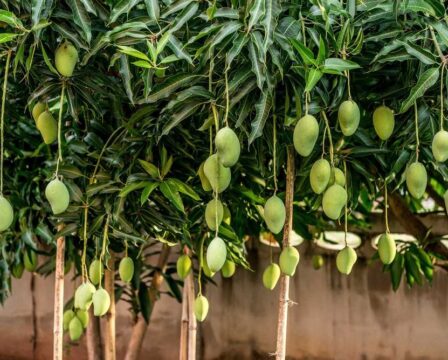 Jak vypěstovat mangovník z pecky