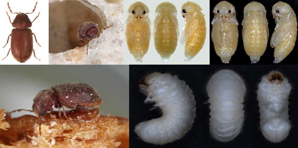 Stegobium paniceum, červotoč spížní