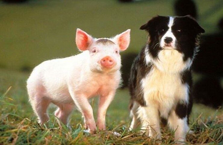 FOTO: Babe - Galantní prasátko