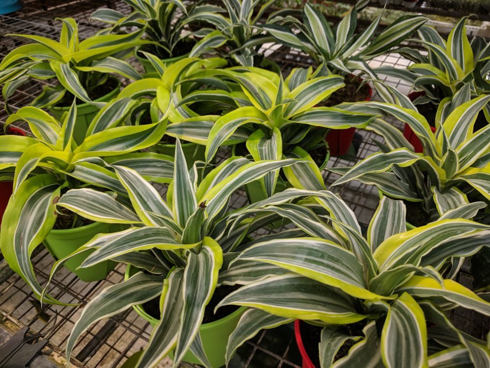 Nenáročné pokojové rostliny