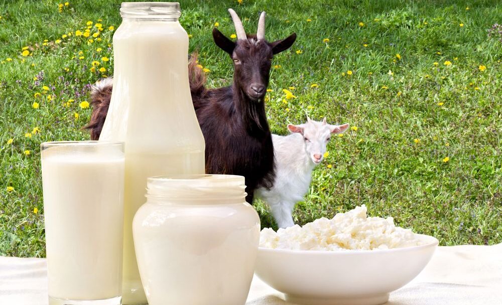 Kozí, ovčí nebo kravské mléko