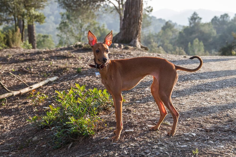 italský chrtík, malá psí plemena
