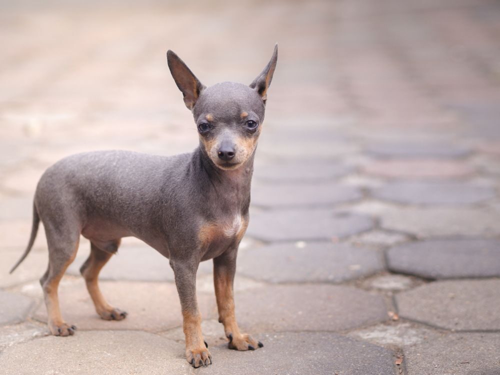 civava, malá psí plemena