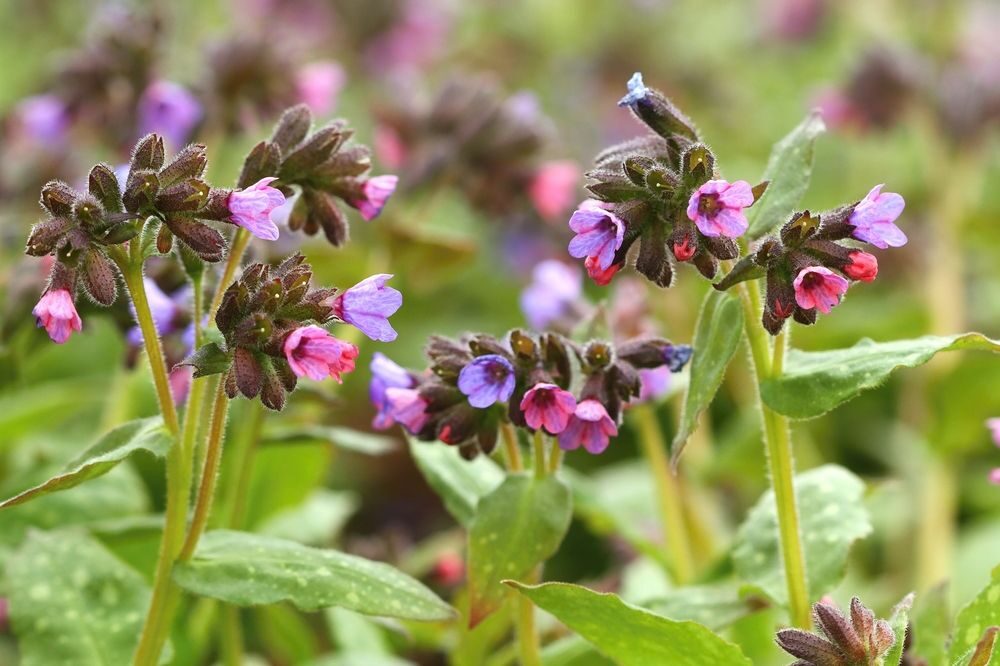 Plicník lékařský