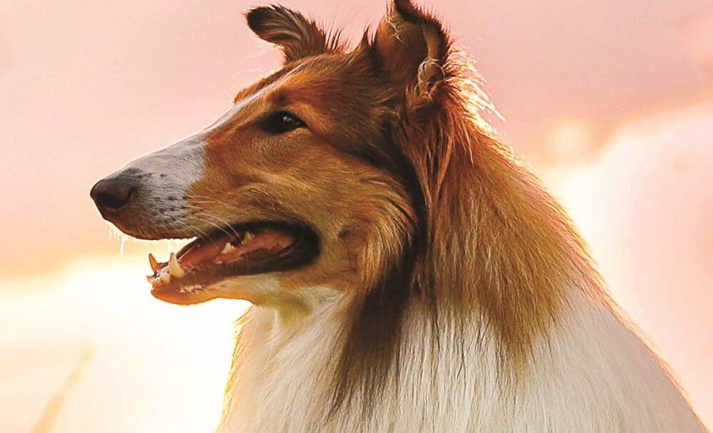 Lassie se vrací 2020