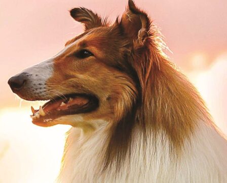 Lassie se vrací 2020