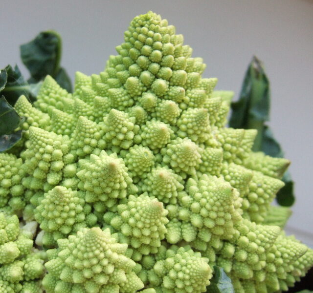FOTO: romanesco