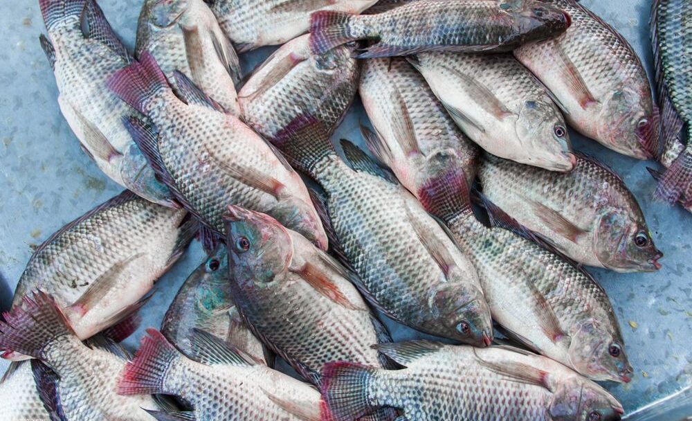 Ryba tilapia