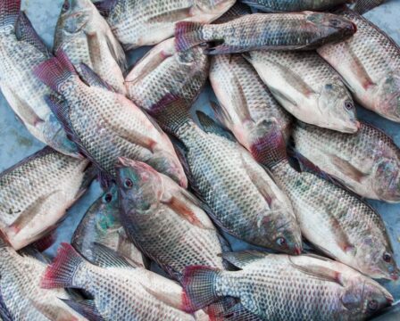 Ryba tilapia