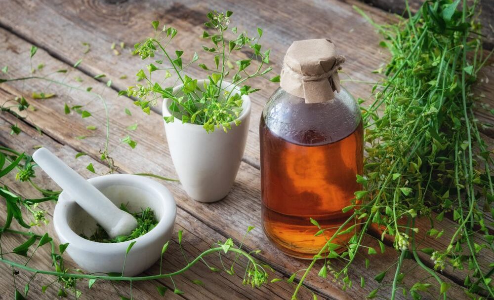 Kokoška pastuší tobolka, Capsella bursa-pastoris