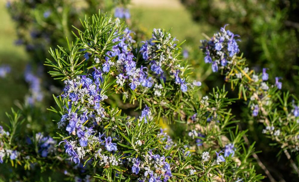 Rozmarýn Salvia rosmarinus