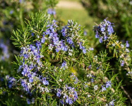 Rozmarýn Salvia rosmarinus