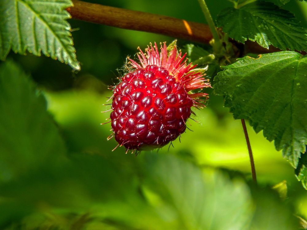 Salmonberry