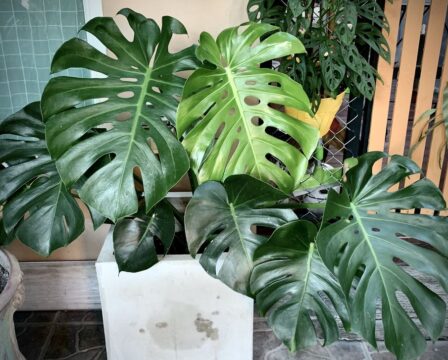 Monstera