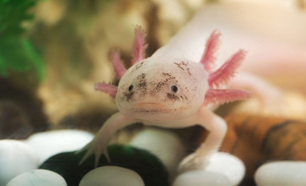 Axolotl