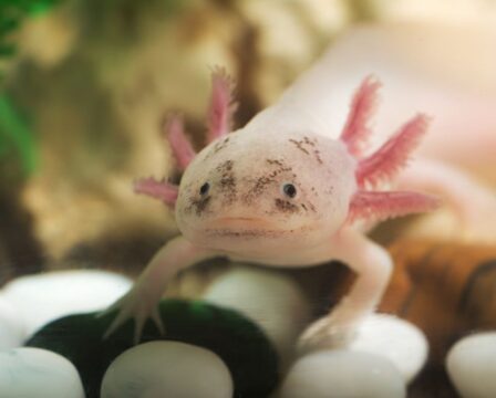 Axolotl