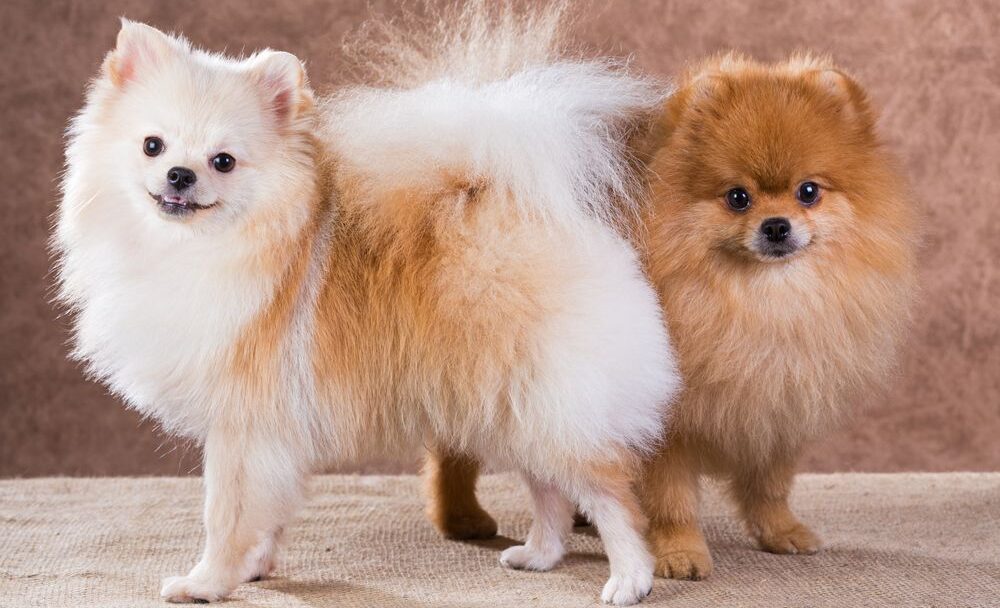 Pomeranian