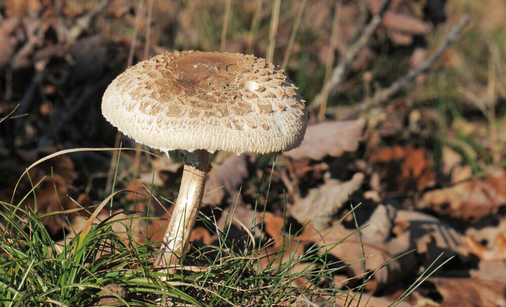 Bedla vysoká jedlá Macrolepiota procera