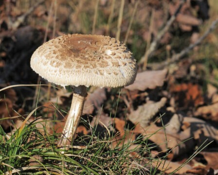 Bedla vysoká jedlá Macrolepiota procera