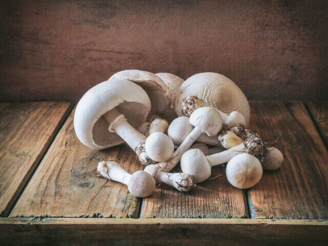 Bedla zardělá Leucoagaricus leucothites