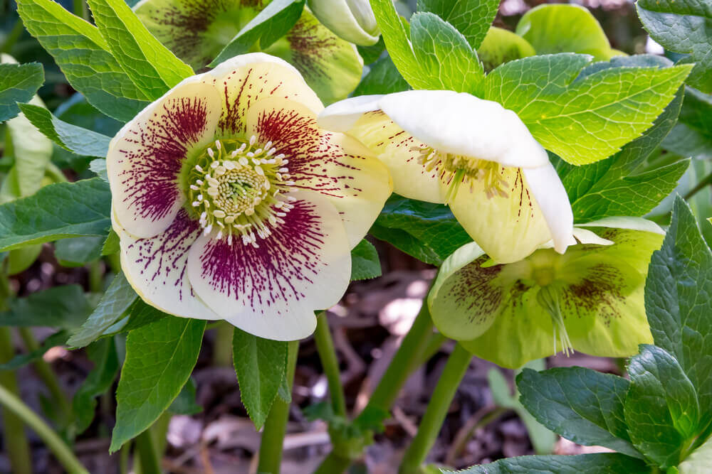 Helleborus orientalis