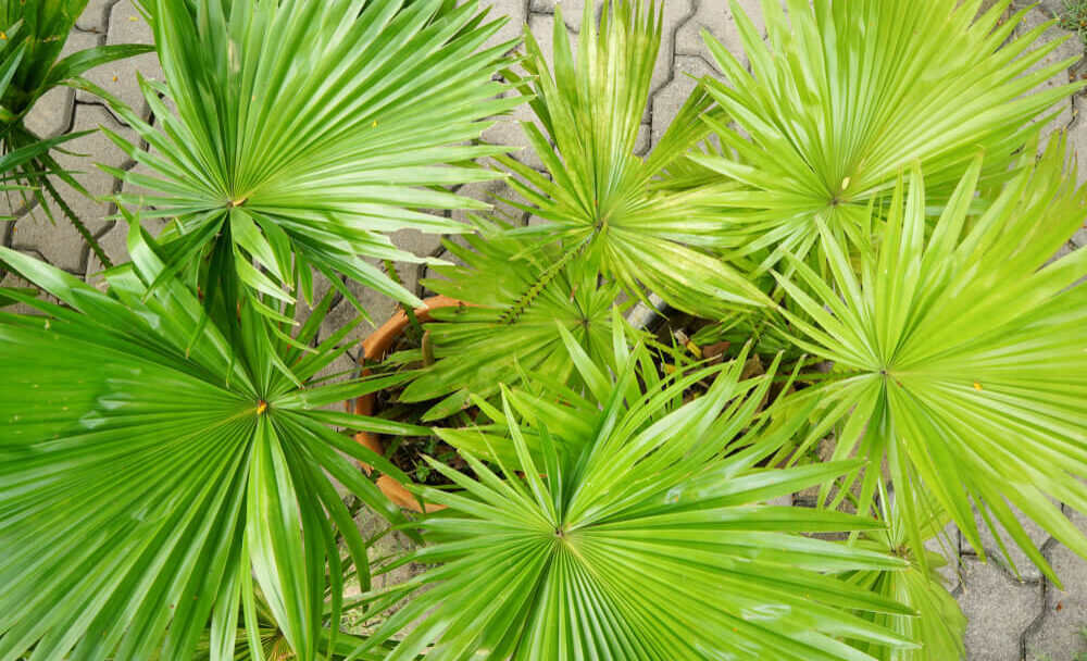 Saw Palmetto