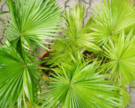 Saw Palmetto