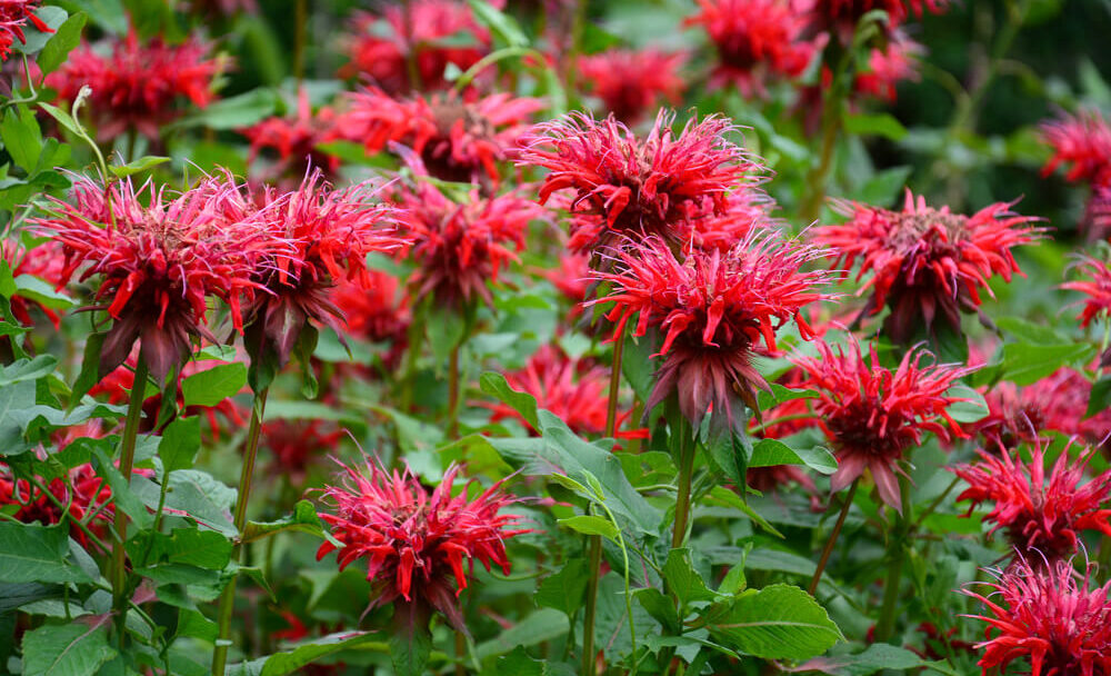 Monarda Zavinutka